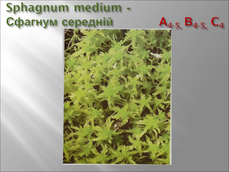 Sphagnum medium -  Сфагнум середній        